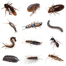 Do it yourself pest control and lawn care weed control agriculture wholesale chemical product supply source store by korusa pest control service provider. Top 10 Largest For Termite Ideas And Get Free Shipping Chj6h0d6