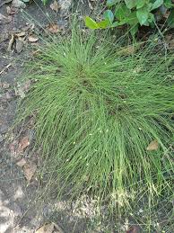 Image result for Abildgaardia ovata