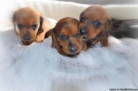 Don't miss what's happening in your neighborhood. Rodeo Doxies Miniature Dachshund Puppies For Sale In Anthony Florida Best Pets Online