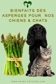 Bienfaits Des Asperges Pour Nos Chiens Chats Chien Chat Chien Animaux De Compagnie