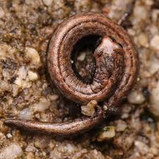 Image result for Vepris sansibarensis