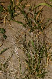 Image result for Stipagrostis