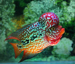 Ikan lohan for android apk. Gambar Ikan Louhan Radea