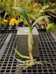 Image result for Lankesteria alba