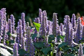 Canadian flower delivery is a genuine, canadian florist that offers same day flower delivery to all regions of the country. Grower Direct Gardening With Native Alberta Plants