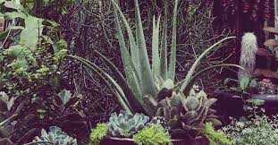 Aloe vera, aloe africana, aloe arborescens, aloe barbadensis. Eat Your Cactuses