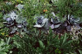 Respekt und wertschätzung für nahrungsmittel und lebewesen ist die grundlage moderner selbstversorgung. Selbstversorgung Aus Dem Gemusegarten Krautkopf