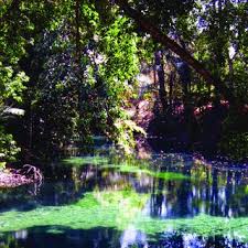 Maybe you would like to learn more about one of these? Pdf A New Remarkably Colorful Small Ricefish Of The Genus Oryzias Beloniformes Adrianichthyidae From Sulawesi Indonesia