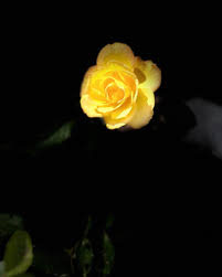 Rose Petillo McCarthy (@crosez) • Instagram photos and videos