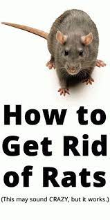 How To Get Rid Of Rats Getting Rid Of Rats Mice Repellent Rodent Repellent