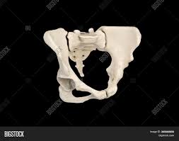 I know this may seem obvious but go photocopy your images from the book and remove the labels. Pelvis Human Skeleton Image Photo Free Trial Bigstock
