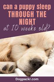 If you are lucky they should be sleeping through the night now, but don't worry if there are still a few hiccups there. Can A 10 Week Old Puppy Sleep Through The Night Dogpackr Sleeping Puppies 10 Week Old Puppy Puppies