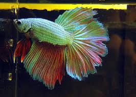Pin By Viorica On Betta Fish Betta Betta Fish Siamese Fighting Fish