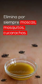 La serie se centra en oggy un gato azul de hogar muy perezoso, vive en los suburbios, sus actividades favoritas son ver televisión y descansar en la cocina, todo esto en un vida tranquila de no ser por un. Elimina Las Moscas Cucarachas Y Mosquitos De Tu Casa En Solo 2 Horas Recetas De Limpieza Trucos De Limpieza Moscas En La Casa