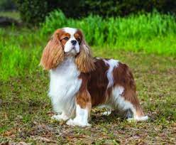 Maybe you would like to learn more about one of these? Cavalier King Charles Spaniel Dog Breed Profile Petfinder