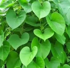 Image result for Tinospora