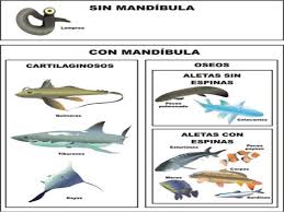 Image result for esquemas sobre los peces