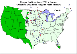 Today, mountain lions are found in the mountainous regions of the west. Why Aren T There Many North American Mountain Lions Quora