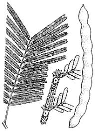 Image result for Acacia mearnsii