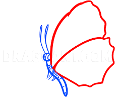 Ok so lets draw the butterfly on the larger image on top of this pageclick on the image to open it in new tab or window and then observe the details of the pencil strokes. How To Draw A Butterfly On A Flower Butterfly And Flower Step By Step Drawing Guide By Dawn Dragoart Com