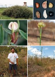Image result for Stylosanthes guianensis