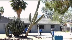 Old Saguaro Cut Down Youtube