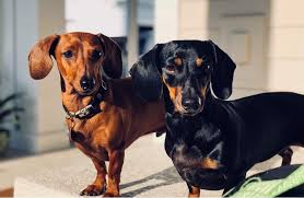 Hear the pronunciation of dachshund in american english, spoken by real native speakers. Dachshund Breed Profile Energetic Mischievous Stubborn Dog