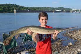 The temperate basses (morone) are the most abundant sport fish species group in the ohio river. Canoeing In Ohio Ohio River Meldahl Dam Longnose Gar Freshwater Drum