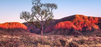 Discover the historical town, funky festivals and unforgettable nature in this outback oasis. What Types Of Fish Are Native To Alice Springs Australia Who Survive