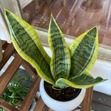 Image result for Sansevieria