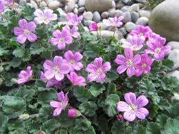 When nepeta's stems are broken, they release an aroma into the air that tends to attract cats, thus its common name, catmint. Nepeta Cats Pajamas From The Bransford Webbs Plant Company
