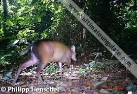 Image result for Cylindropsis parvifolia