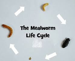 Mealworms As Pets Everything You Need To Know Science Life Cycles Life Cycles Science Lessons