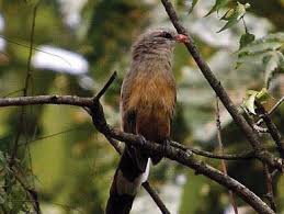 Image result for Moorochloa malacodes