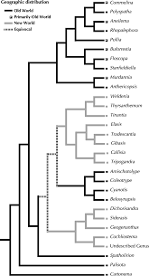 Image result for Anthericopsis sepalosa