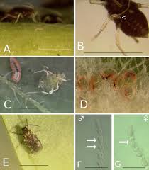 Typically, if you have an aphid infestation, you need to knock them off of the plant with a strong jet of water. Ecological Traits Of A New Aphid Parasitoid Endaphis Fugitiva Diptera Cecidomyiidae And Its Potential For Biological Control Of The Banana Aphid Pentalonia Nigronervosa Hemiptera Aphididae Sciencedirect