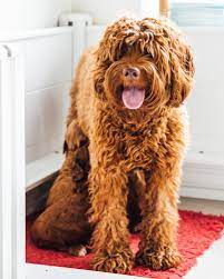 In order to offer you the finest australian labradoodle puppies for sale , we aim to produce puppies free from known genetic defects with sound temperaments and loving personalities. Australian Labradoodles Of Ireland Facebook