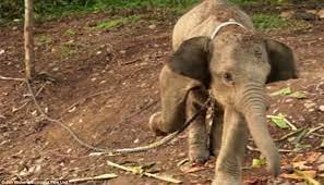 Baby Elephant Tied Up Discount | www.keik.be