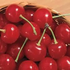 Windsor Sweet Cherry From Stark Bro S Sweet Cherries Cherry Tree Fruit
