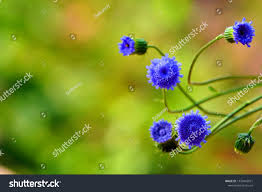 Image result for Crassocephalum rubens