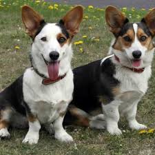 Brindle, sable, red, black, blue. Welsh Corgi Cardigan Vdh Landesverband Hessen E V
