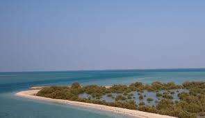 Image result for Halopyrum mucronatum