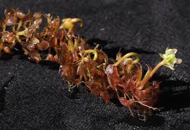 Image result for Aldrovanda vesiculosa