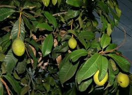 Image result for Mangifera
