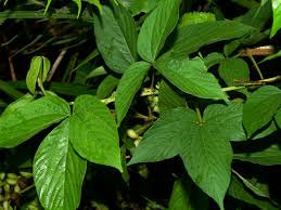 Image result for Flemingia