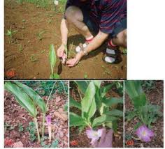 Image result for Siphonochilus kilimanensis