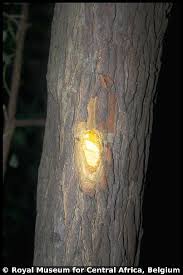 Image result for Harungana montana