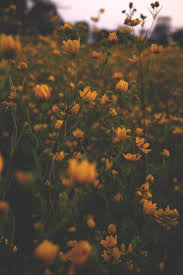 Aesthetic vintage peach background hd wallpapers backgrounds. Vintage Aesthetic Wallpaper Yellow Landscape Novocom Top