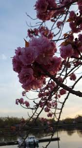 Cherry Blossoms At Harbor Island Park In Mamaroneck Ny 4 25 2016 Island Park Harbor Island Mamaroneck