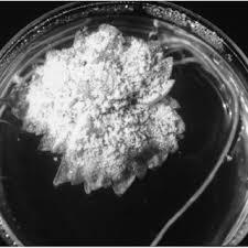 Powdery mildew of grapes and dormant mycelium and as cleistothecia on the shoots and buds. Pdf Observations On The Population Biology Of The Grape Powdery Mildew Fungus Uncinula Necator